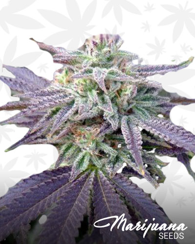 Purple Cheese