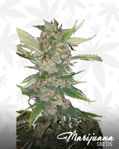 Purple Crack