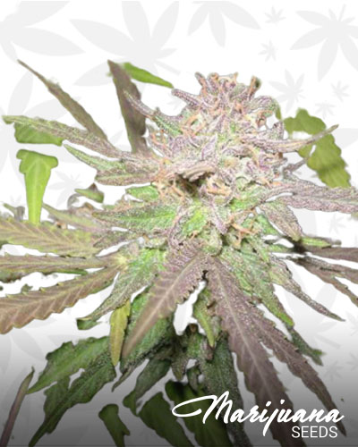 Purple Cream