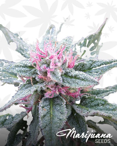 Purple Diesel