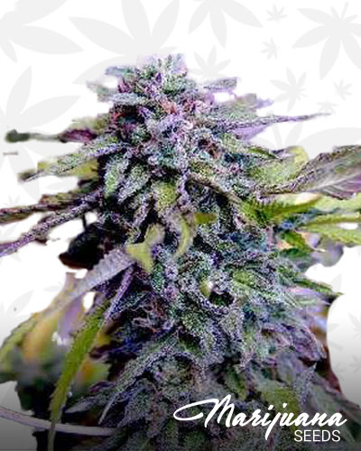 Purple Dream