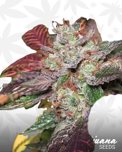 Purple Glue 1