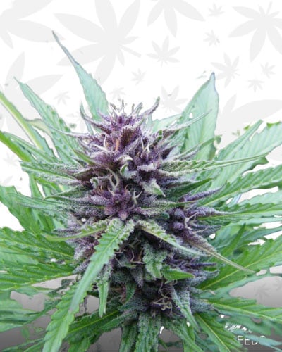 Purple Goat