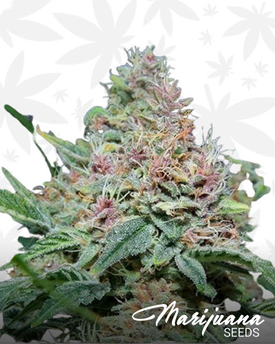 Purple Gorilla