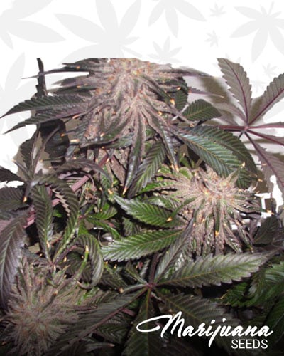 Purple Hashplant
