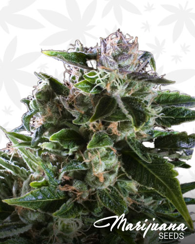 Purple Headband