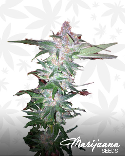 Purple Jack