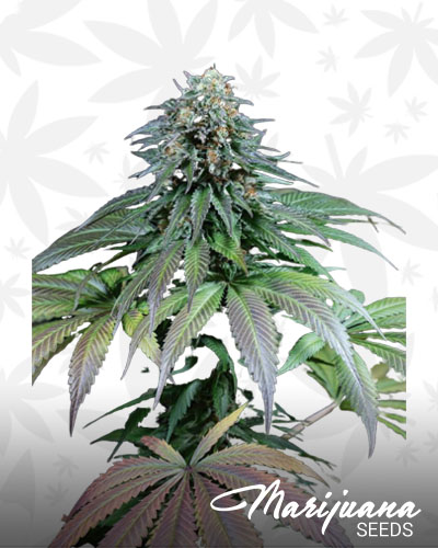 Purple Moby Dick