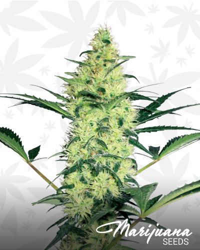 Purple OG Kush