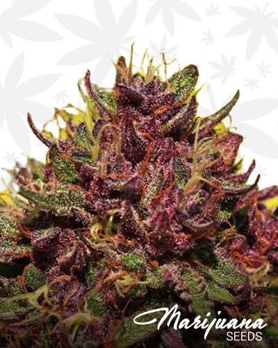 Purple Panty Dropper