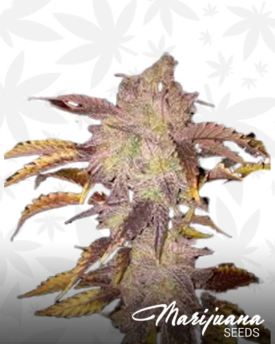 Purple Pie