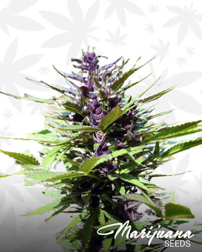 Purple Power
