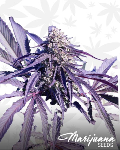 Purple Princess