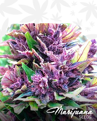 Purple Raine