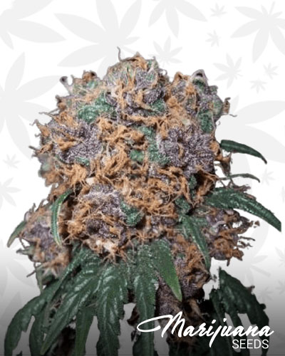 Purple Rhino
