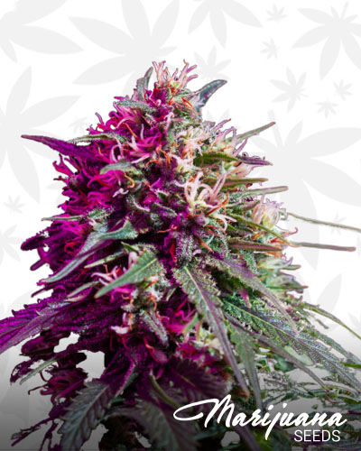Purple Skunk