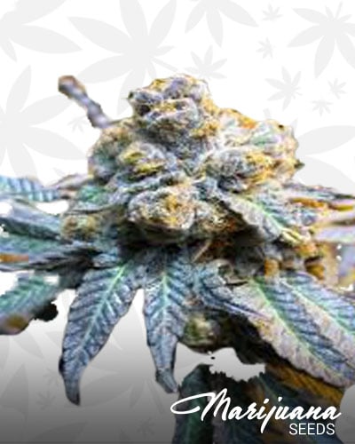 Purple Snowman