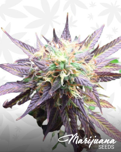 Purple Sour Diesel
