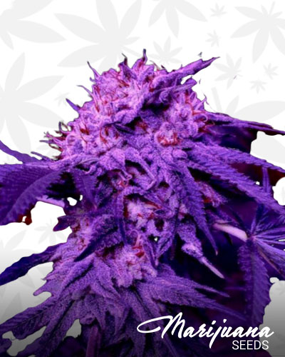 Purple Tears