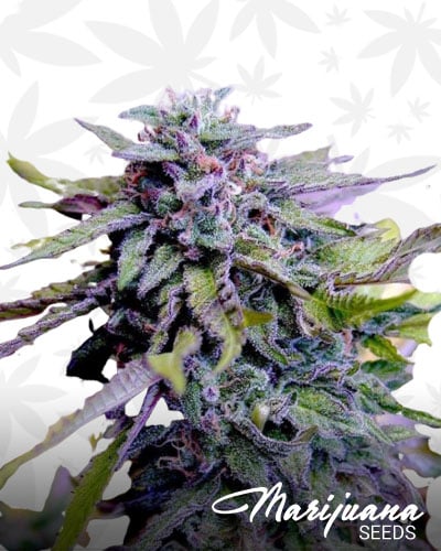 Purple Tide