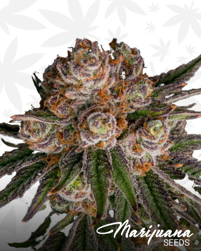 Purple Trainwreck