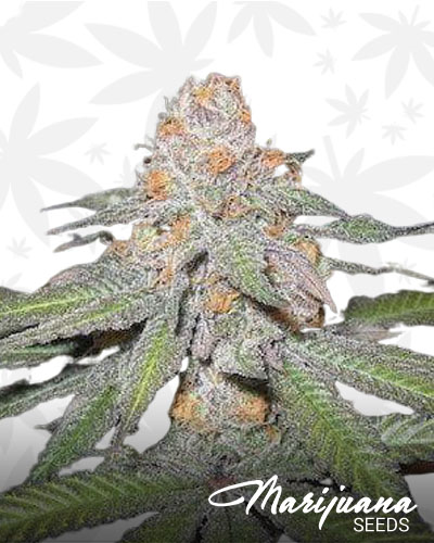 Purple Urkle