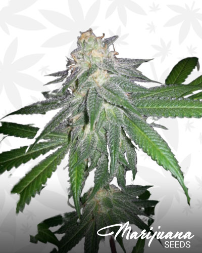Purple Voodoo