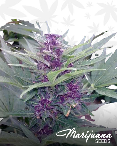 Purple Widow
