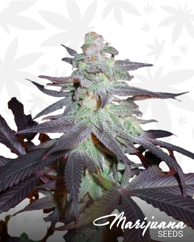 Purple Wreck