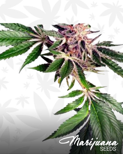 Purple frost
