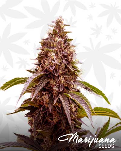 Q3 Marijuana Seeds