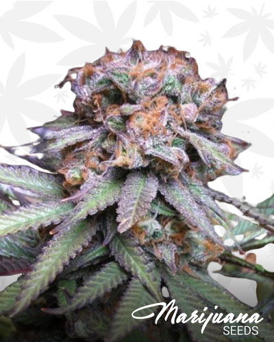 Querkle
