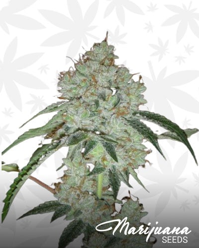 Quiver Killer kush