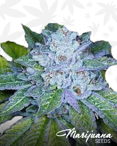 Race Fuel OG