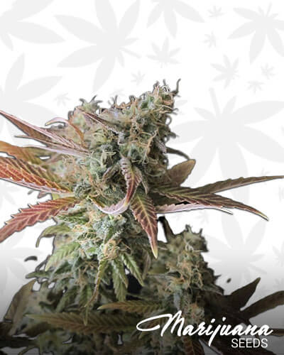 Raspberry Cough