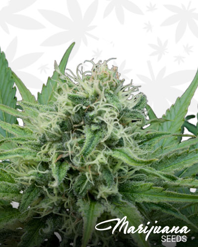 Raw Diesel