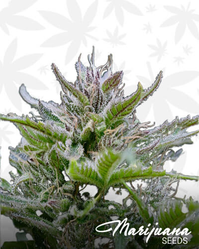 Rebel Tangie Kandy
