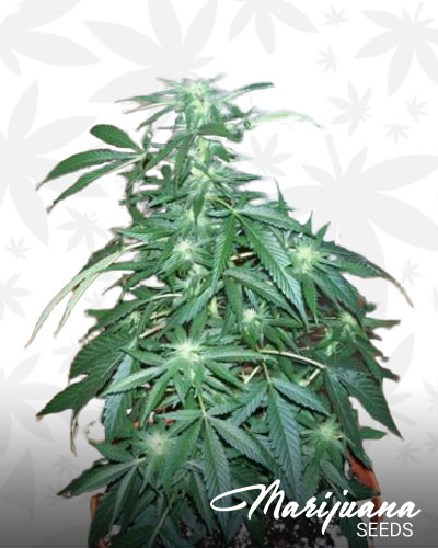 Red Diesel