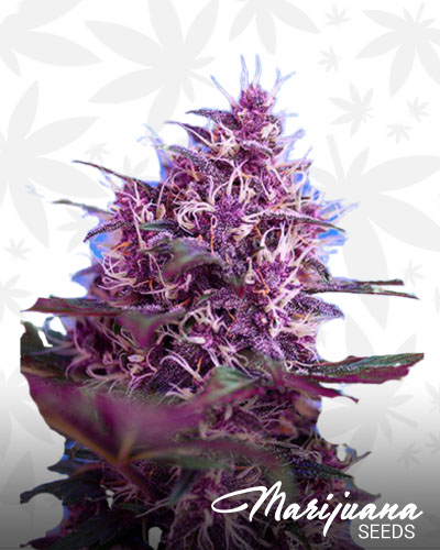 Red Poison