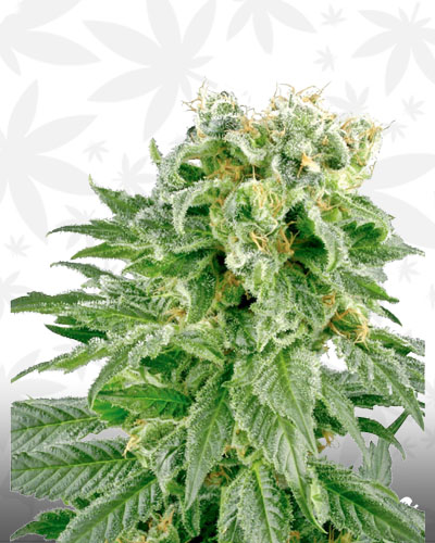 Red Rhino