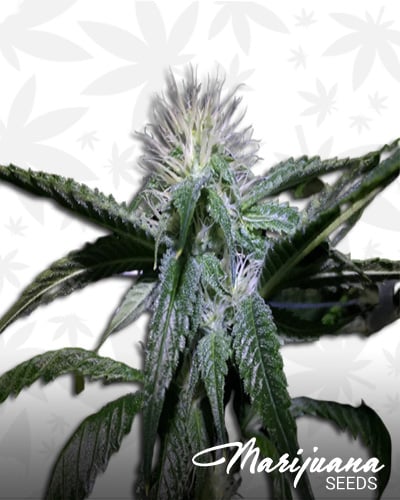 Redding OG
