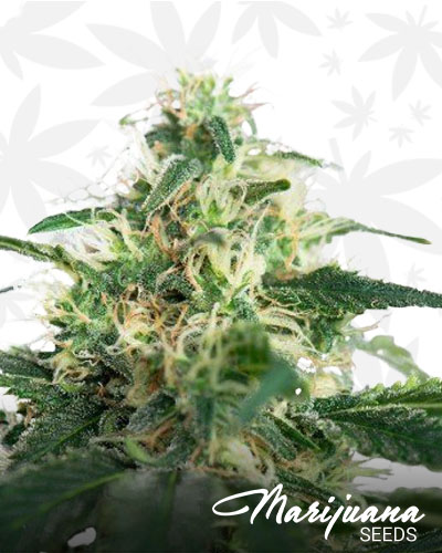 Redwood Kush