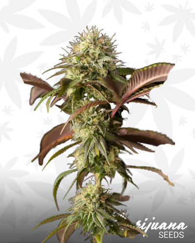 Remo Chemo