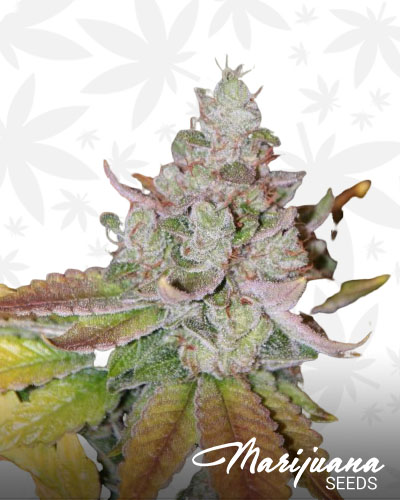 Riddler OG