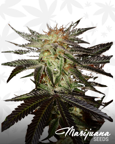 Ripped Bubba