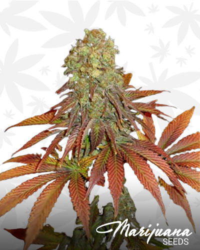 Rockbud