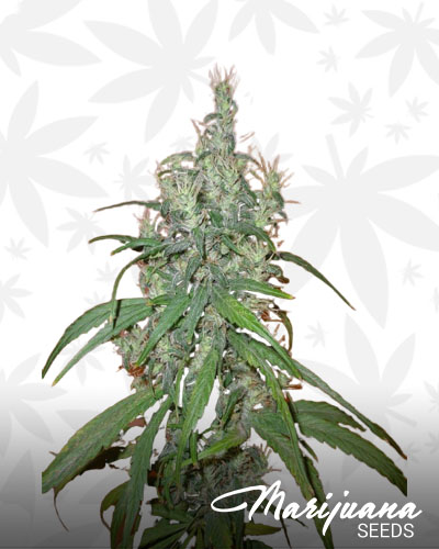 Romulan Haze