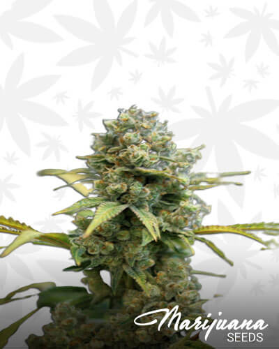 Root Beer Kush