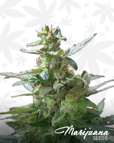 Royal Haze