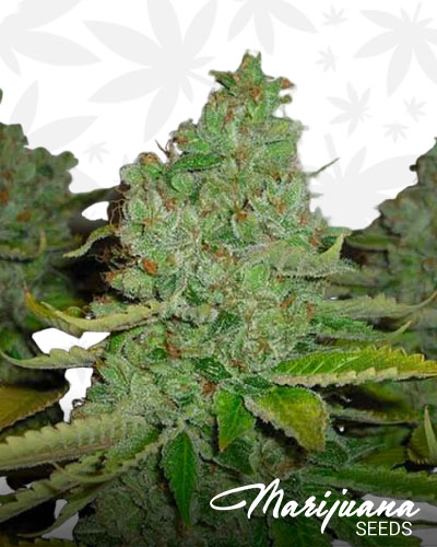 SFV OG Kush